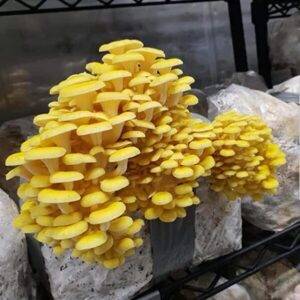 Golden Oyster Mushroom psilocybin mushroom spores