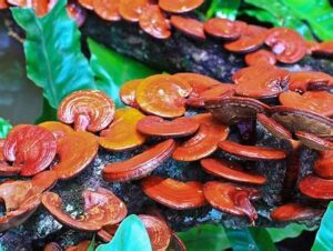 buy reishi mushroom in the usa