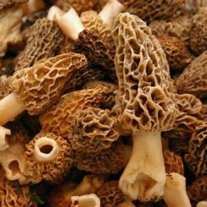 morel mushrooms