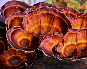 usa reishi mushroom