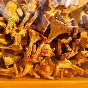 chanterelle mushrooms season