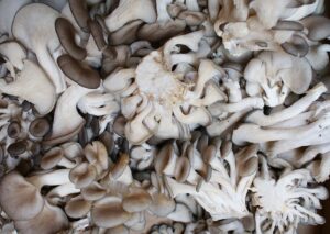 oyster mushrooms