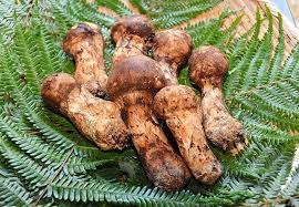 matsutake mushroom
magic mushroom spores