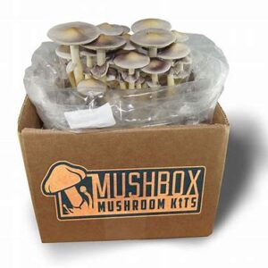 MushBox Grow Kit